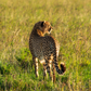Cheetah at Dusk