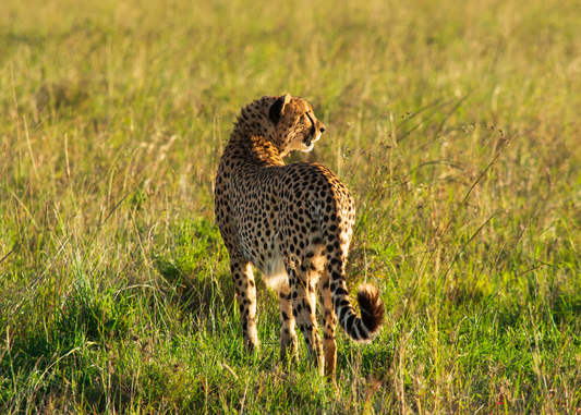 Cheetah at Dusk