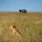 Cheetah in the Grass