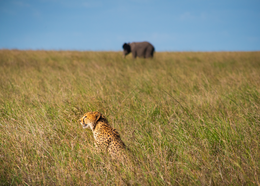 Cheetah in the Grass