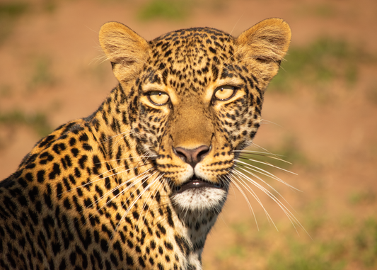 Portrait of a Leopard