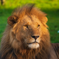 Portrait of a Lion
