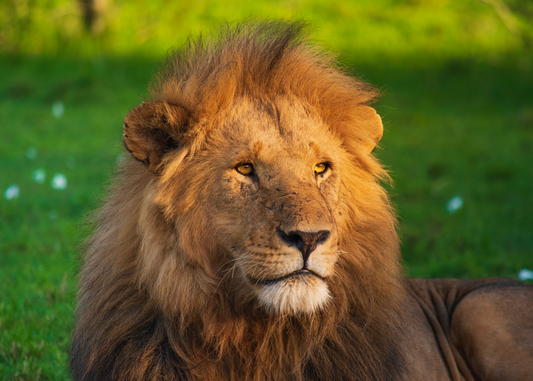 Portrait of a Lion